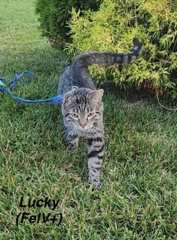 Masons  Lucky image 1