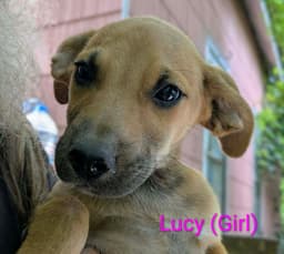 Llp Trixie  Lucy image 1