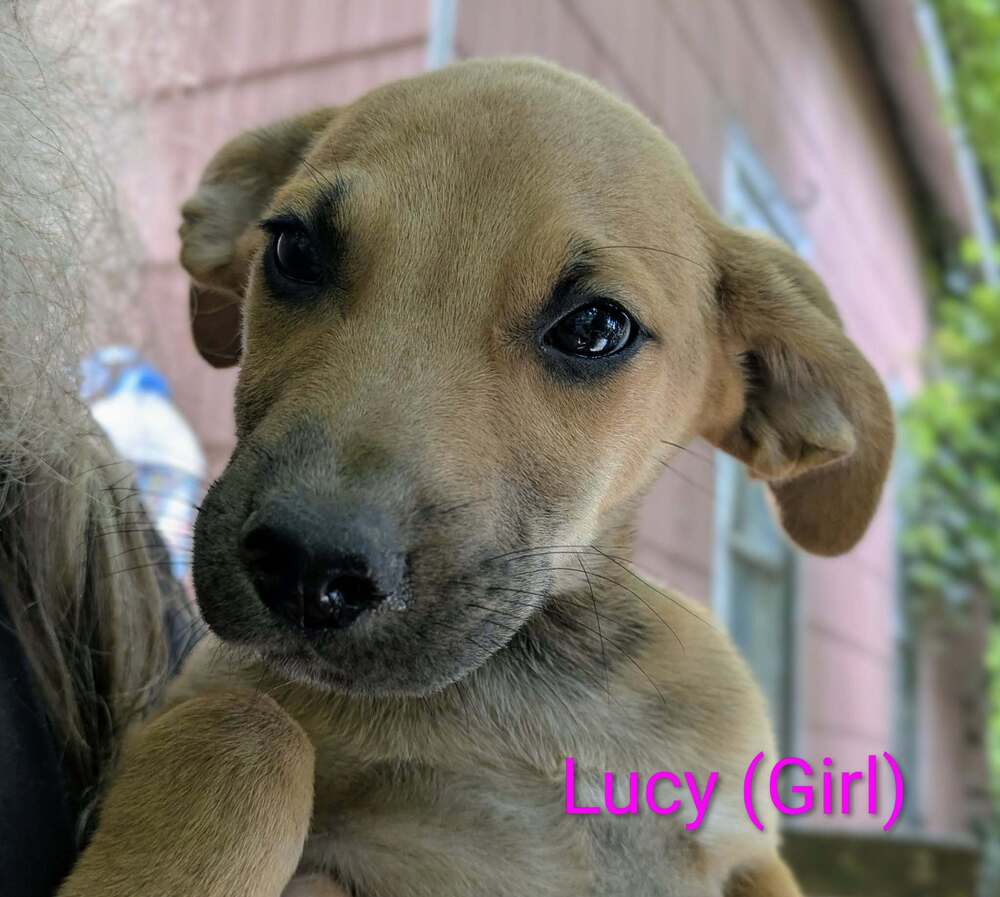 Llp Trixie  Lucy - Retriever