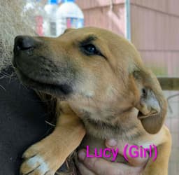 Llp Trixie  Lucy image 2