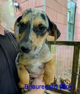 Llp Trixie  Beauregard image 1