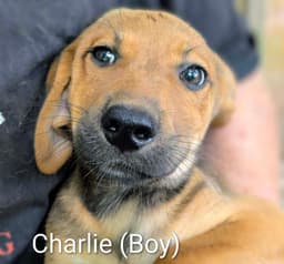 Llp Trixie  Charlie image 1