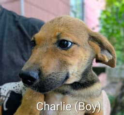 Llp Trixie  Charlie image 2