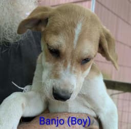 Llp Trixie  Banjo image 1