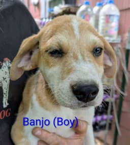 Llp Trixie  Banjo image 2