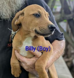 Llp Trixie  Billy image 2