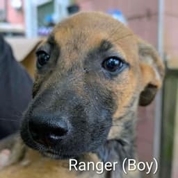 Llp Trixie  Ranger image 1