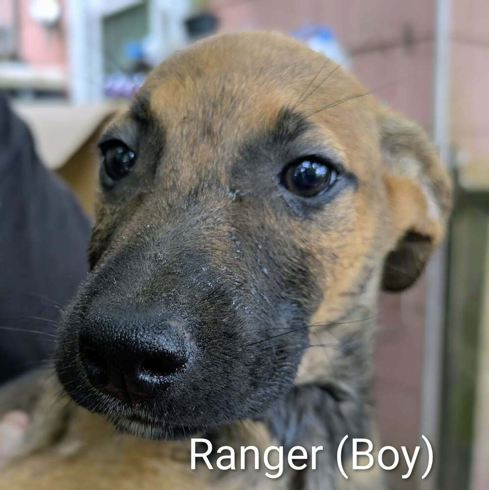 Llp Trixie  Ranger - Retriever