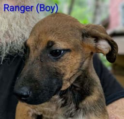 Llp Trixie  Ranger image 2