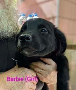 Llp Nina  Barbie image 1