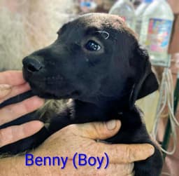 Llp Nina  Benny image 1