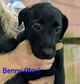 Llp Nina  Benny image 2