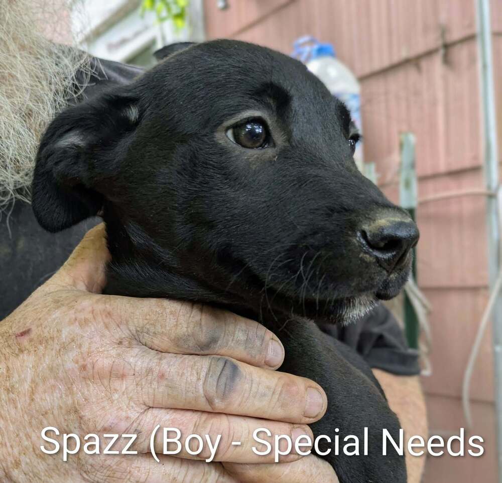 Llp Nina  Spazz - Beagle
