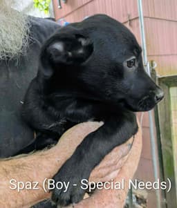 Llp Nina  Spazz image 2