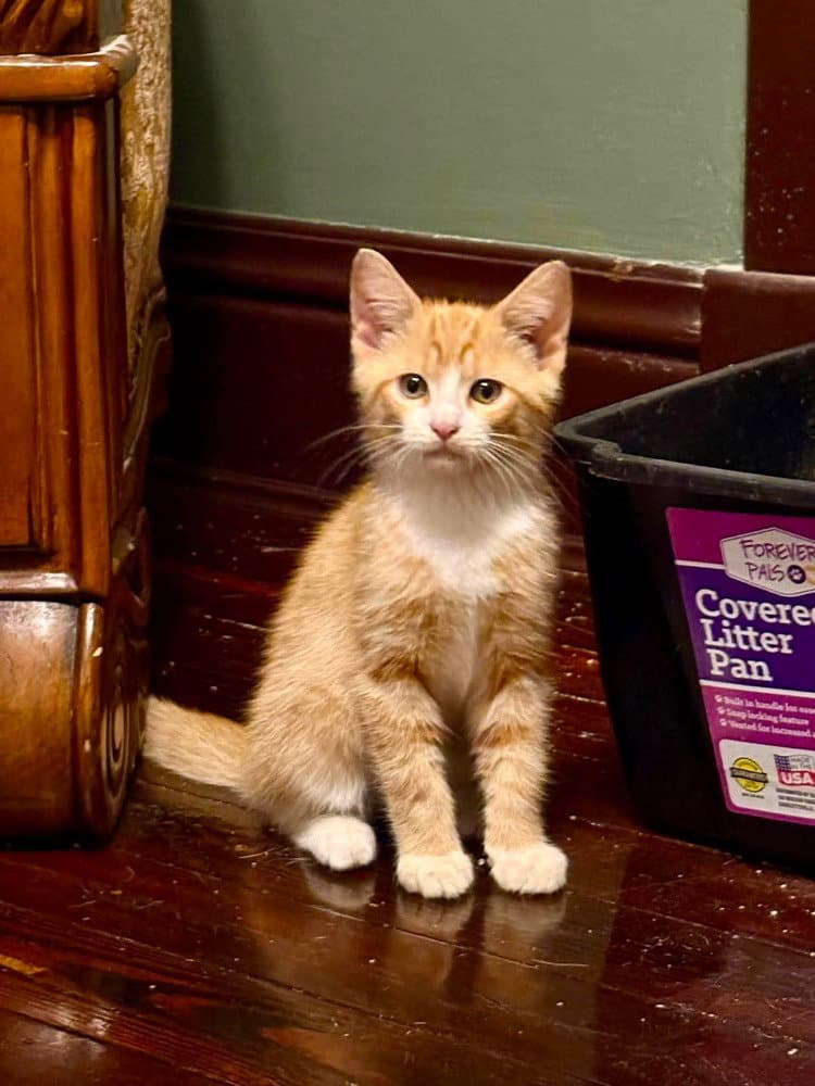 Toby Kitty - Domestic Short Hair