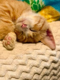 Toby Kitty image 2