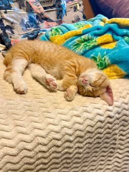 Toby Kitty image 3