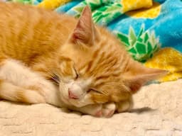 Toby Kitty image 4