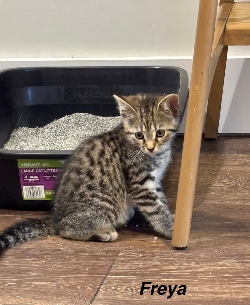 Jds  Freya - Domestic Short Hair