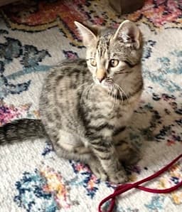 Jds  Freya image 1