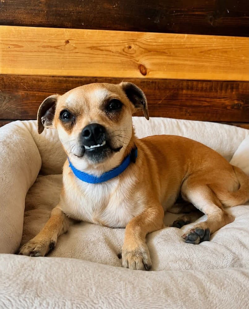 Pokey Chi - Chihuahua