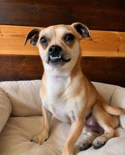 Pokey Chi image 3