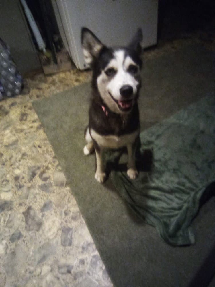 Miley - Husky