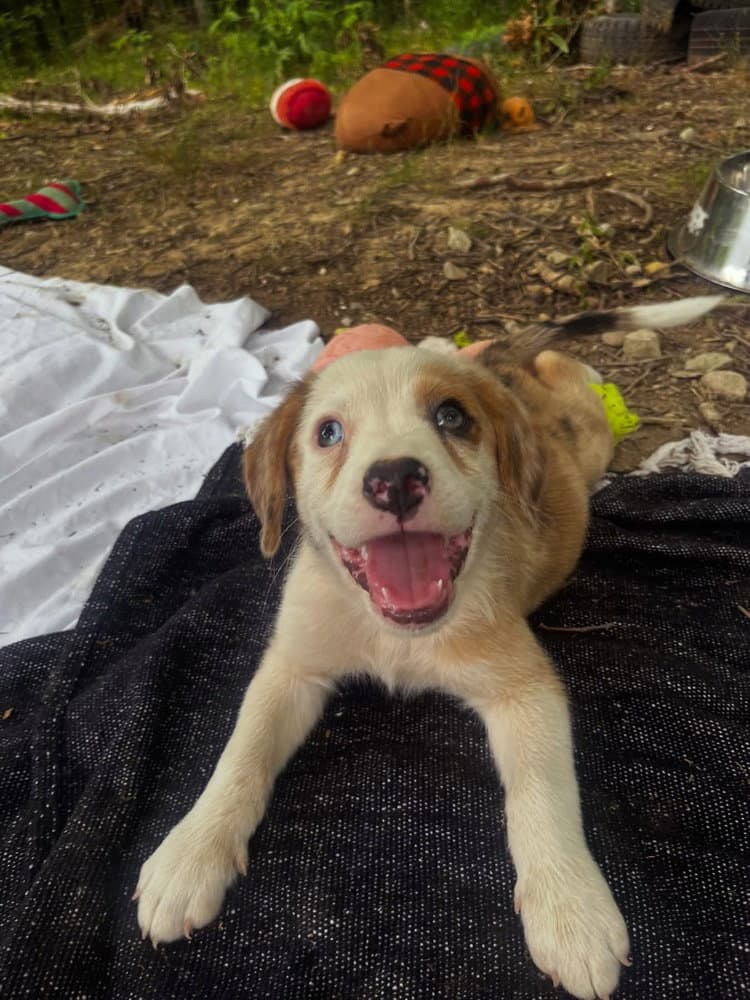 Spiritual Gangsters  Bodhi - Australian Shepherd