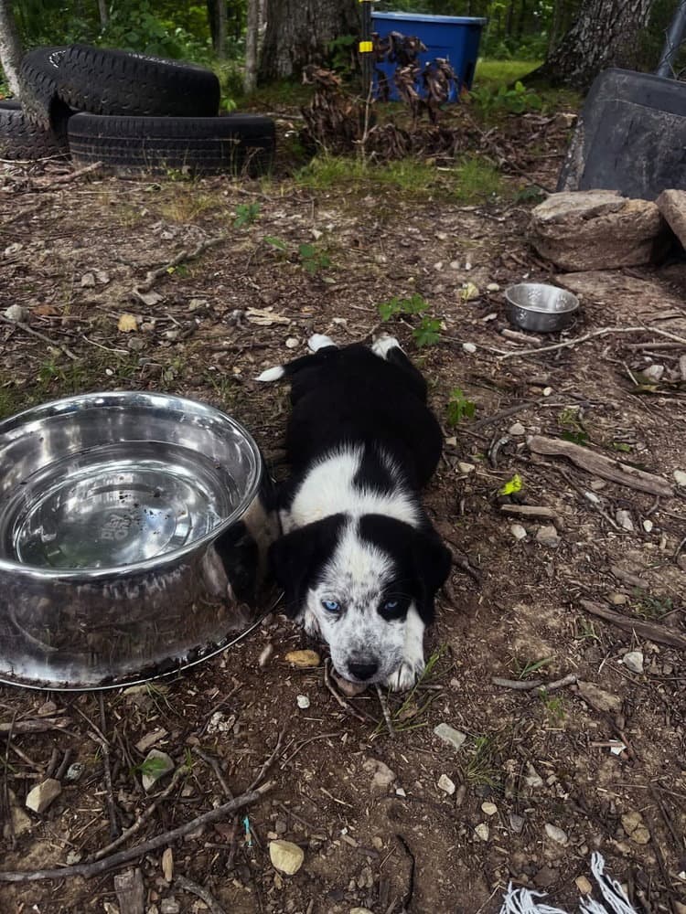 Spiritual Gangsters  Kai - Australian Shepherd