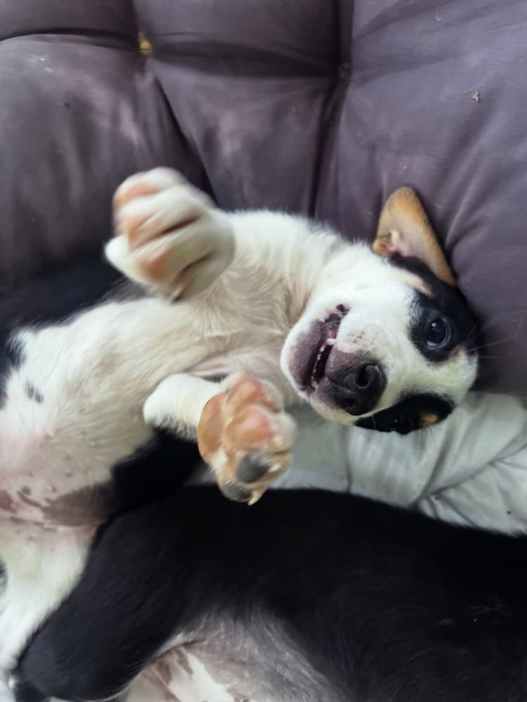 Spiritual Gangsters  Luna - Australian Shepherd