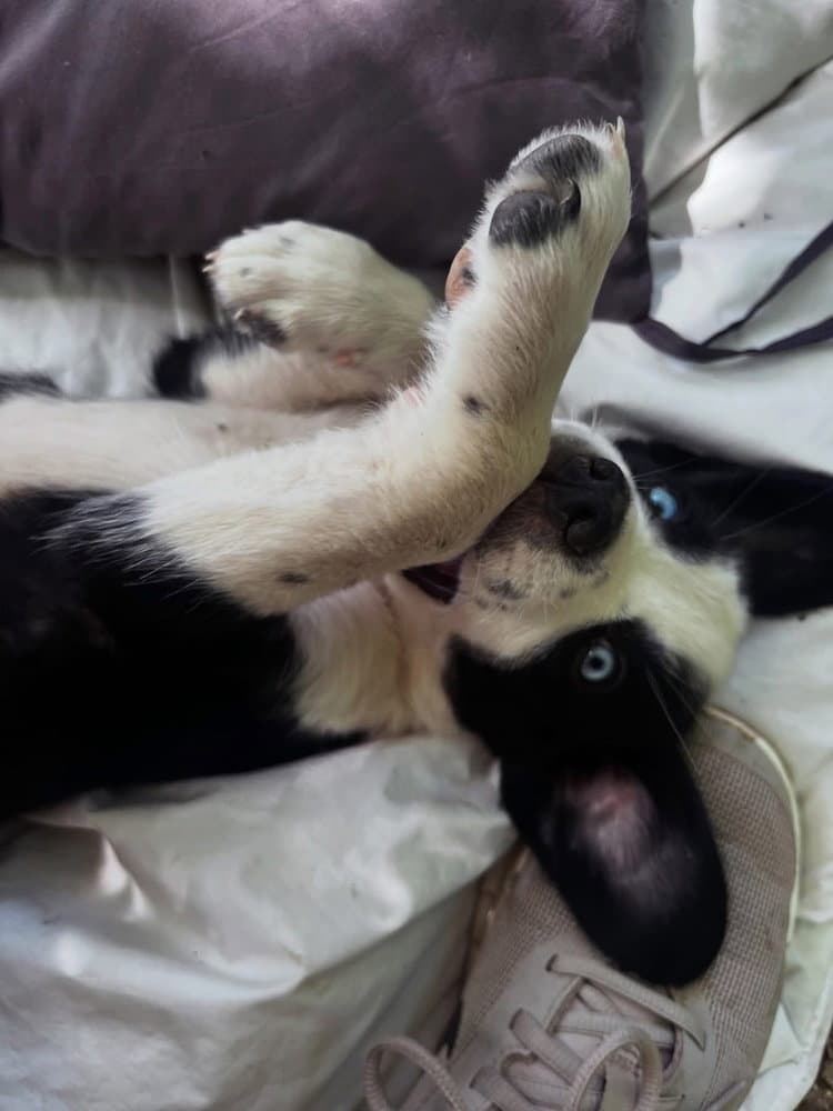 Spiritual Gangsters  Dao - Australian Shepherd