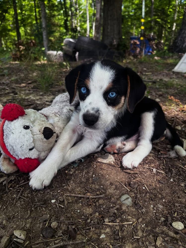 Spiritual Gangsters  Sage - Australian Shepherd