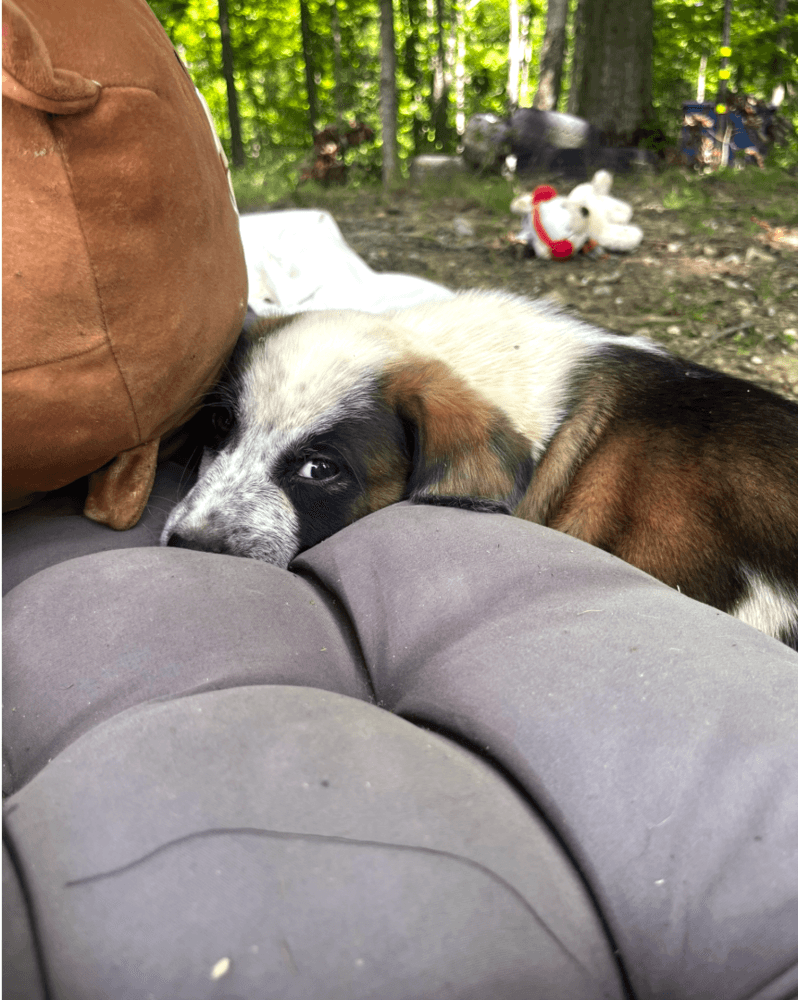 Spiritual Gangsters  Karma - Australian Shepherd