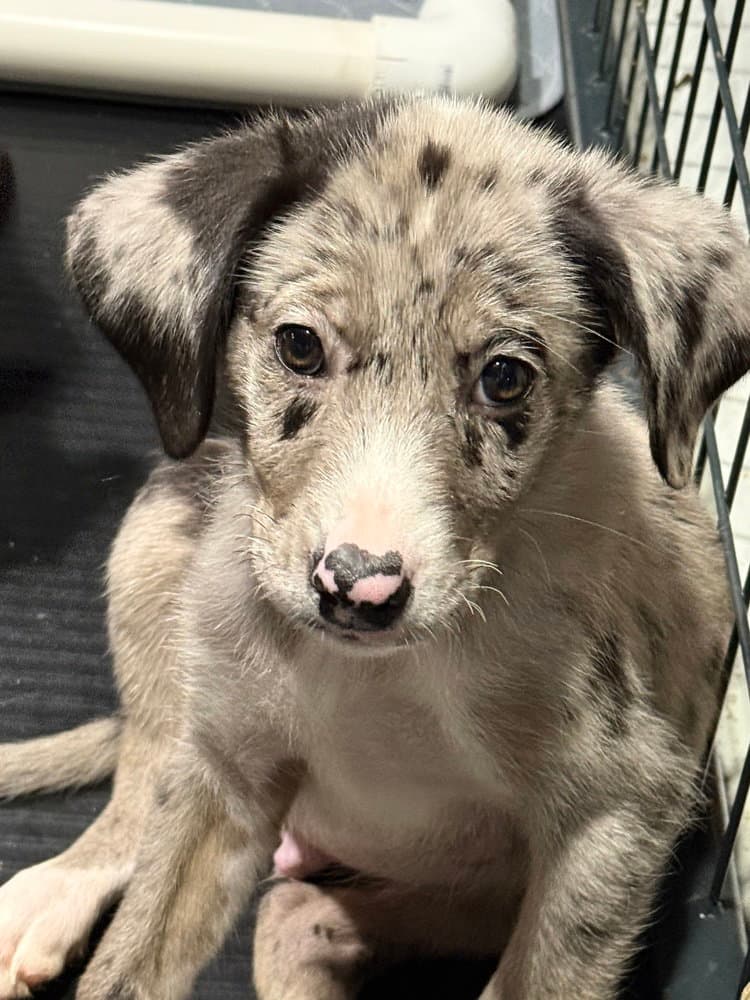 Back To School  Mr Geller - Catahoula Leopard Dog