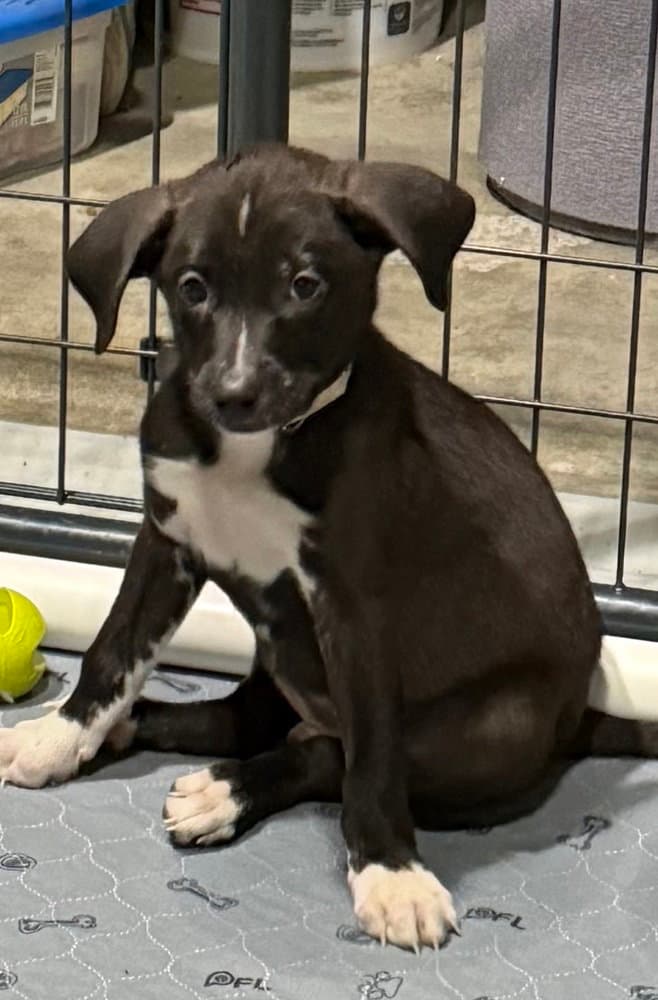 Back To School  Mr Holland - Catahoula Leopard Dog
