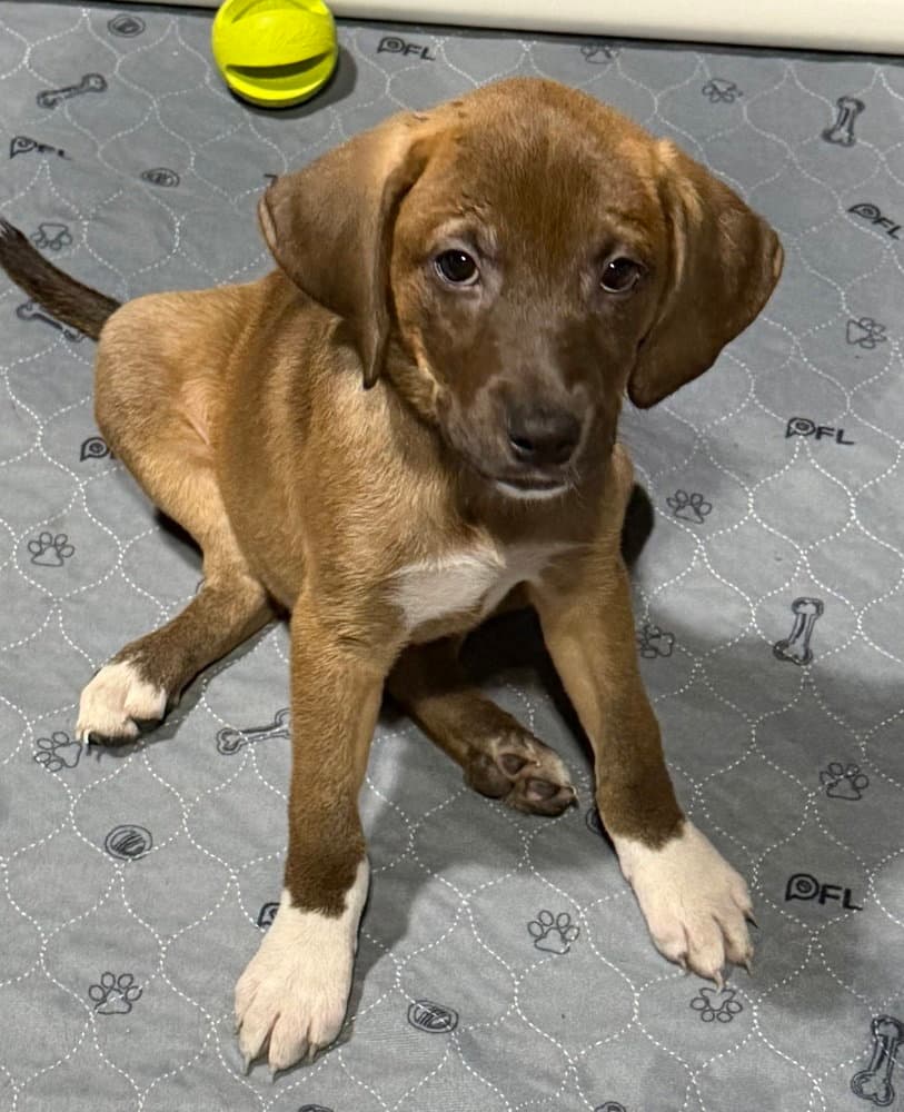 Back To School  Ms Fizzle - Catahoula Leopard Dog
