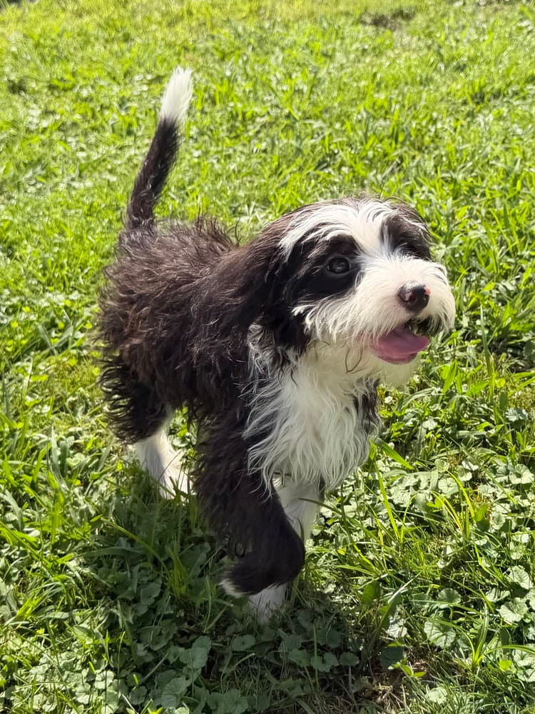 Llp Aurora  Bernard - Maltese