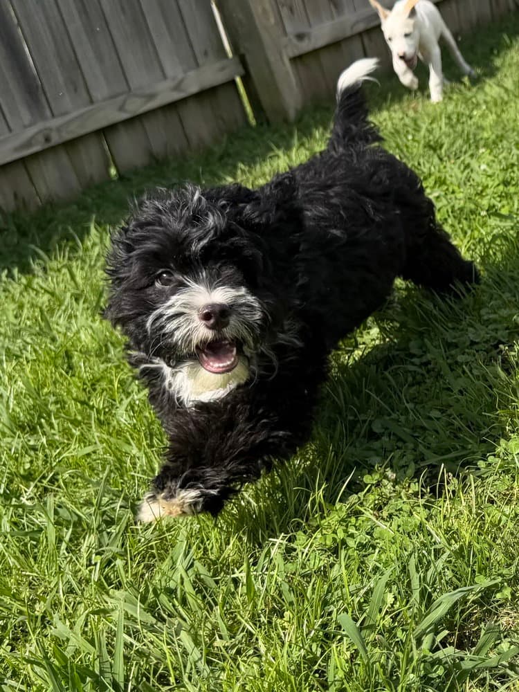 Llp Aurora  Echo - Maltese