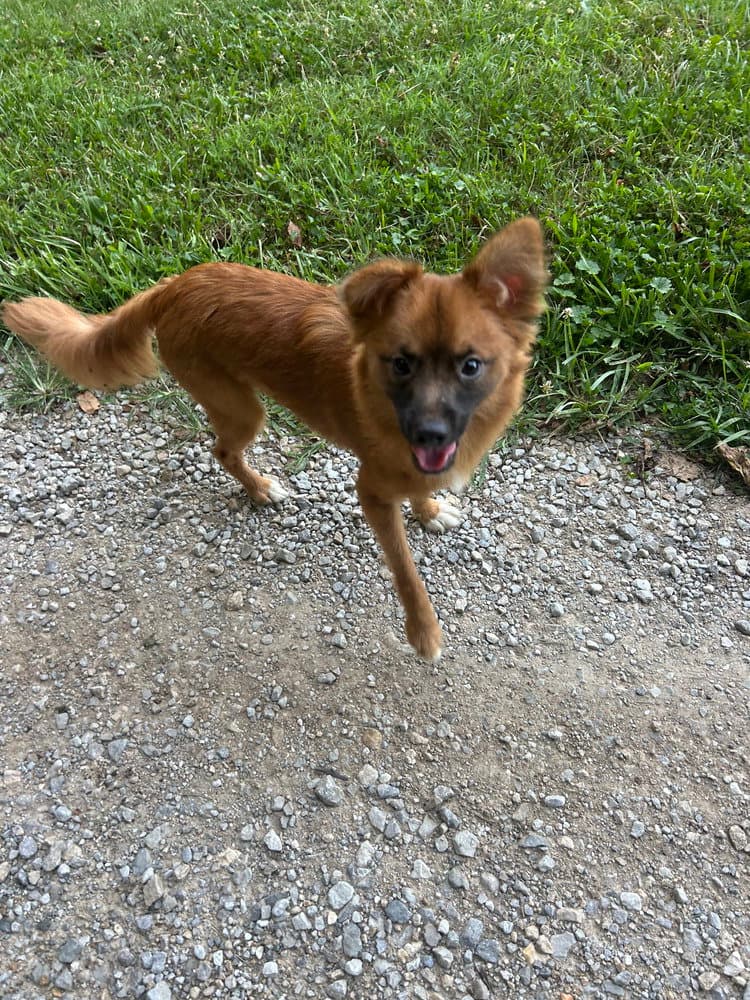 Jack Red - Pomeranian