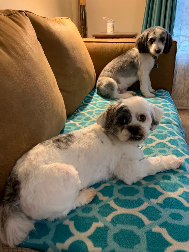Little Jake - Shih Tzu
