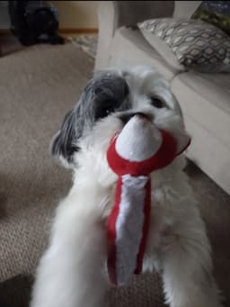 Little Jake image 3