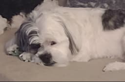 Little Jake image 4
