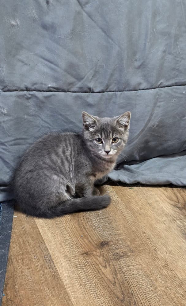 Lettie Kitty - Domestic Short Hair