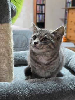 Lettie Kitty image 2