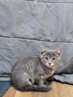 Lettie Kitty image 4