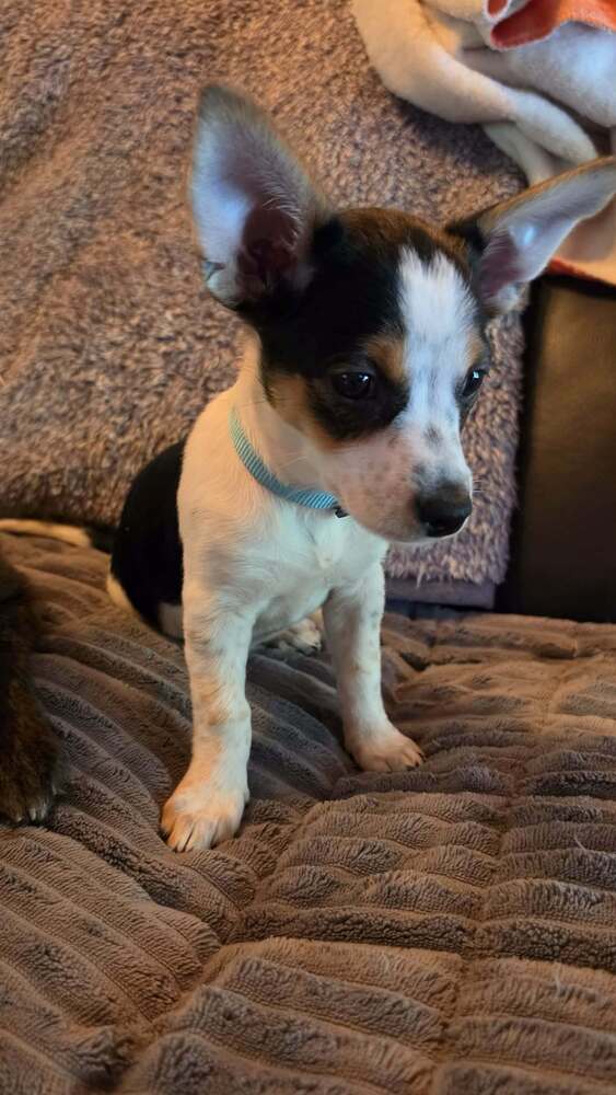 Chorkie Patrol  Everest - Chihuahua