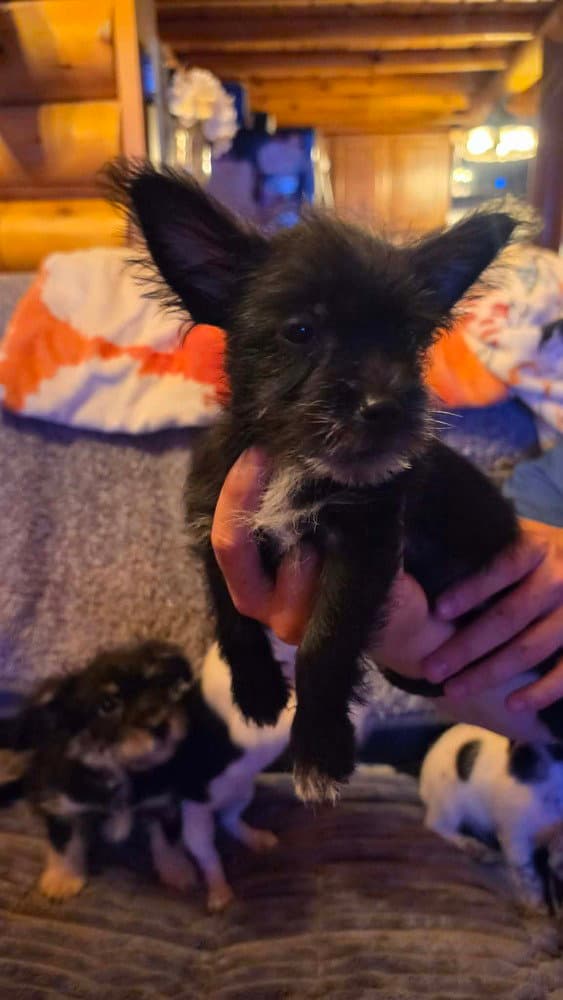 Chorkie Patrol  Sky - Chihuahua