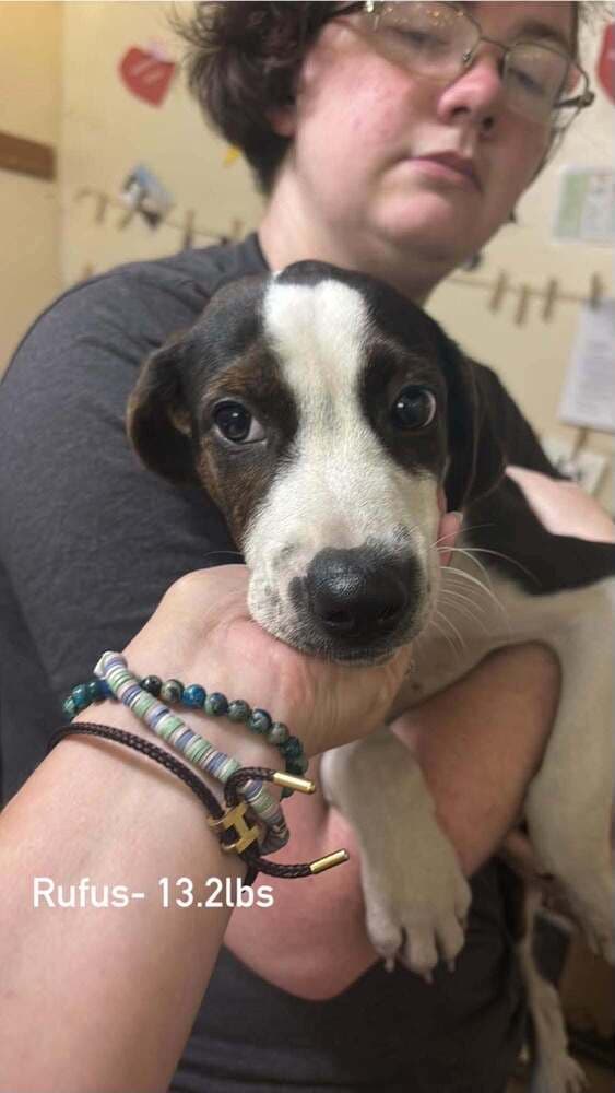 Floyd Rs  Rufus - Beagle