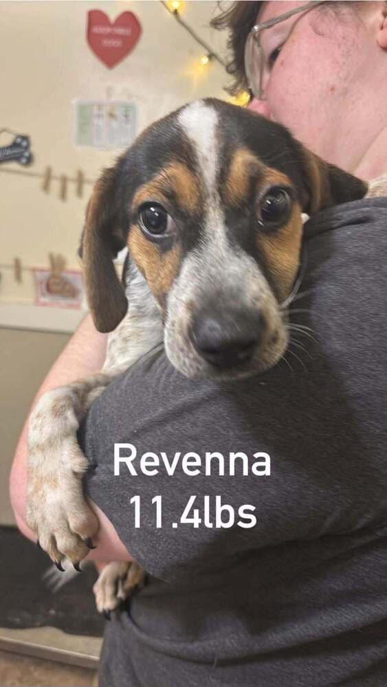 Floyd Rs  Ravenna - Beagle