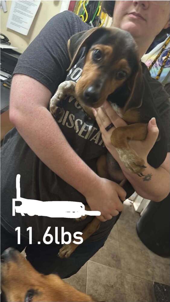 Floyd Rs  Rhapsody - Beagle
